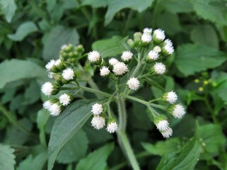 Ageratum conyzoides billygoat weed chick weed goatweed whiteweed mentrasto medicinal plants with white flower and leaf