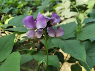 Beautiful Hyacinth bean Lablab purpureus plants with flower and leaf natural organic food