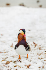 A girl on a white background in a gray jacket
