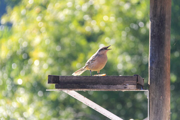 Campo thrush perched on wood, beak open while vocalizing, surrounded by tropical fruits. Perfect...