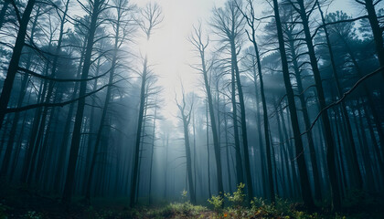 Obraz premium forest , with white tonespng