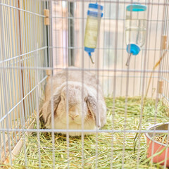 The drooping eared rabbit is a cute family pet. This is a white male rabbit with drooping ears. Its name is rice dumpling. We all love it.
