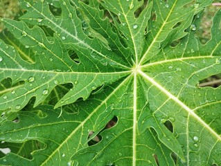Water drops on green leaf, Natural plant green leaf texture surface background 