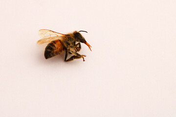 Don't let the bees die, they are part of the biodiversity on which we all depend to survive