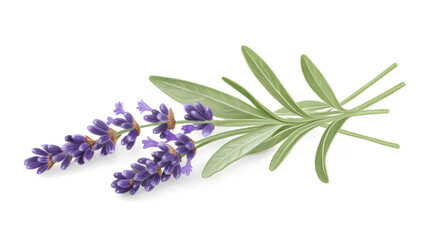 Fototapeta premium Elegant Botanical Art Depicting Lavender Flowers and Their Graceful Green Leaves