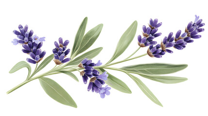 Obraz premium Detailed Botanical Drawing of Lavender Plant with Lush Elongated Foliage
