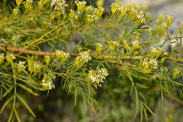 Southern Cone Marigold flowers
