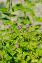 Korean licorice mint flower