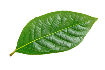 Obraz premium Isolated green cocoa leaf on a transparent background, isolated cocoa green leaves, green guava leaves isolated on a transparent background, A single piece of guava or fig tree leaf, Generative Ai