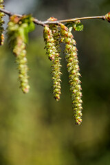 Close-up of the hazelnut inflorescence in a park in Wiesbaden