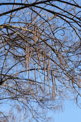 Common catalpa branch with seed pods