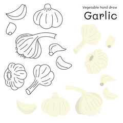 Garlic doodle vegetable hand drawn outline and colors for kid, Package, labels Design element. Vector illustration