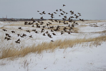 A flock of sparrows flying through the air against the background of a steppe landscape