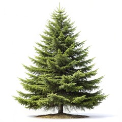 spruce tree