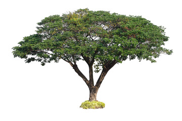 Big tree for decoration on white background