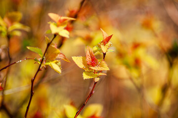 Colorful autumn leaves on branches display vibrant hues of orange and yellow in nature's transition