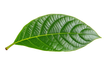 Obraz premium Isolated green cocoa leaf on a transparent background, isolated cocoa green leaves, green guava leaves isolated on a transparent background, A single piece of guava or fig tree leaf, Generative Ai