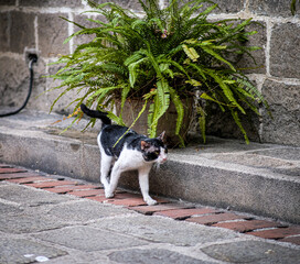 Cat passing through a fern plant in a big pot  inside Intramuros Manila.