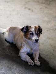 White and brown senior dog lying down in the floor.