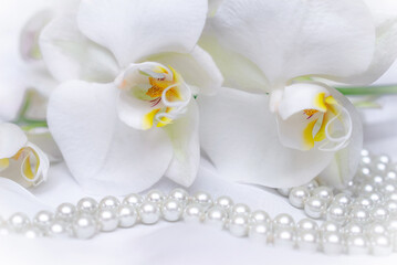 The branch of white orchids on white fabric background
