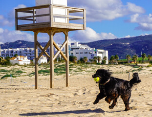 A black dog runs across a sandy beach with a yellow ball in its mouth. In the background, there is a lifeguard tower and a small town.

