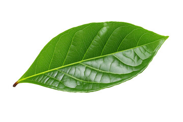 Obraz premium Isolated green cocoa leaf on a transparent background, isolated cocoa green leaves, green guava leaves isolated on a transparent background, A single piece of guava or fig tree leaf, Generative Ai