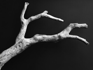 Fototapeta premium Dead tree in black and white