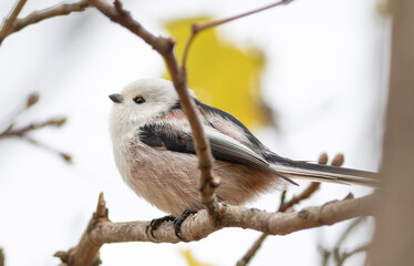 Long-tailed tit, Aegithalos caudatus. A bird sits on a branch
