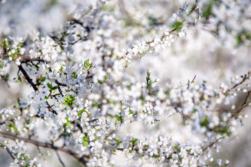 Cherry blossom branch in the garden in spring

