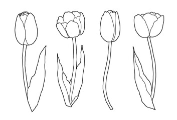 チューリップの線画イラスト素材
