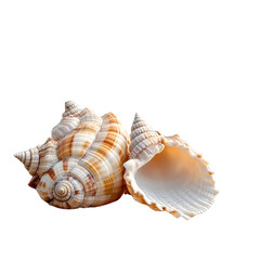Obraz premium Striped Seashells Ocean Beach Summer Nature Decor art sand item coast brown 