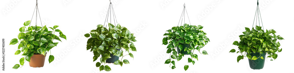 Poster vibrant green hanging plants in different pots displayed in a row against a simple background