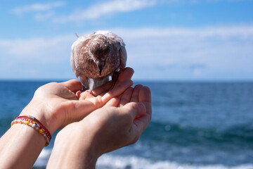 A young gray-brown pigeon sits on a woman's outstretched hand and eats sunflower seeds from her palm against the blue sky on the beach on a sunny day. Trust between a person and a bird