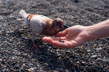 A young grey-brown pigeon eats sunflower seeds from a woman's outstretched palm on the sea beach on a sunny day. Trust between a human and a bird