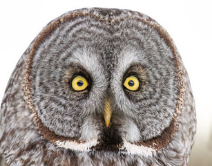 Portrait of Great grey owl, Strix nebulosa closeup perched on a post in winter at sunset in Canada