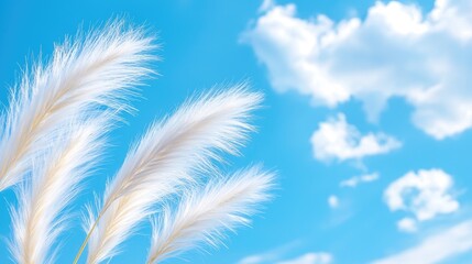 Obraz premium Fluffy white pampas grass against a blue sky with fluffy clouds; nature background
