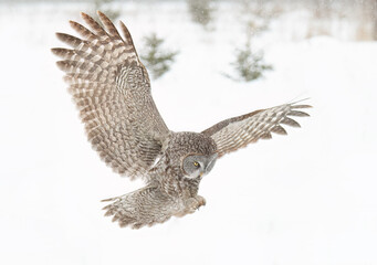 Great grey owl with wings spread out hunting through the falling snow in winter in Canada