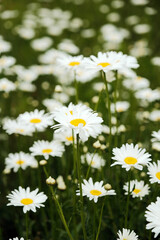 Fototapeta premium daisies in the garden