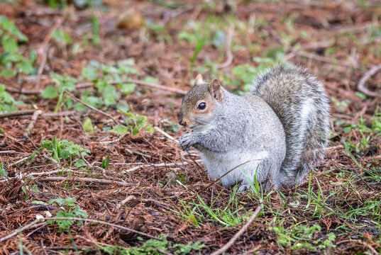 Close up of a Grey Squirrel eating a nut in brown bracken on 29 January 2025