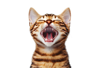 Closeup Portrait of Energetic Bengal Cat Meowing On Plain White Background