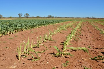 A severe drought affecting farmland, with cracked earth and wilted crops under a scorching sun.