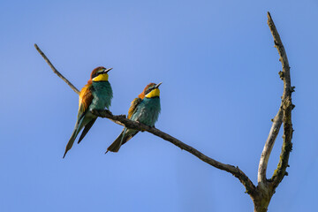 Two European bee eaters resting on a tree