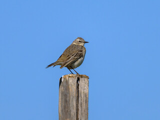 A Water Pipit standing on a wooden pole