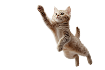 Energetic British Shorthair Cat Climbing and Leaping on Plain White Background