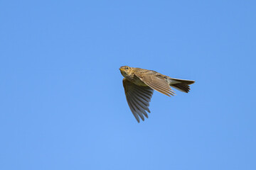 A Eurasian Skylark in flight blue sky