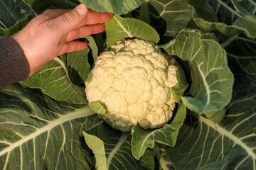 To get cauliflower to market, a hardworking farmer harvests fresh cauliflower.