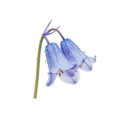 Delicate Bluebell Flowers with Water Droplets on Green Stem