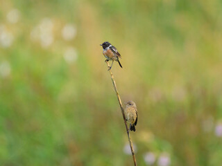 A common stonechat sitting on a plant