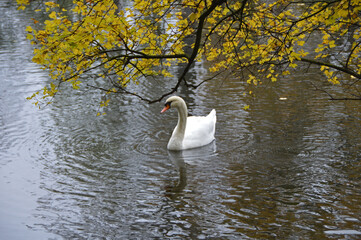 Schwan