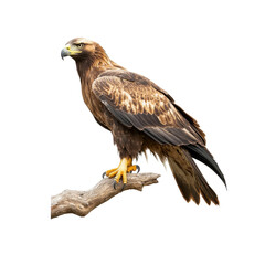 Naklejka premium Majestic Eagle Perched on a Branch Against White Background